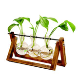 Hydroponic Plant Transparent Vase - Pop Up Life